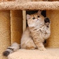 Маленький хищник | Лолкот.Ру