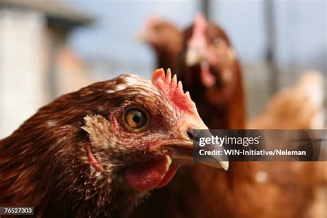 3,507 Cock Closeup Stock Photos, High-Res Pictures, and Images - Getty