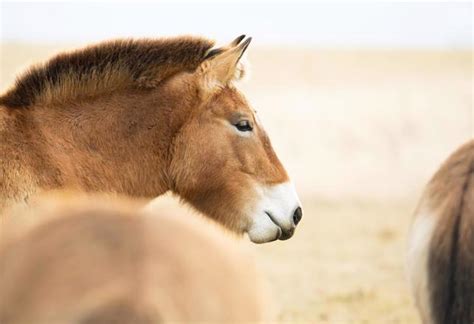 Cloning May Save Przewalski’s Horses, the Last Truly Wild Horses, From ...