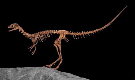 Compsognathus | Paleontology World