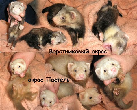 Продажа ТХОРИ