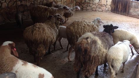 барашки на ферме 🐑🐏🐑🐏☘️🍀🌿🌱 - YouTube