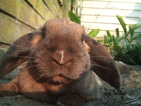 wild animal with floppy ears 2