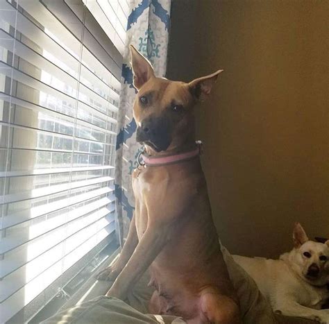 Outdoor-loving dog chomps window blinds to make a peeking hole