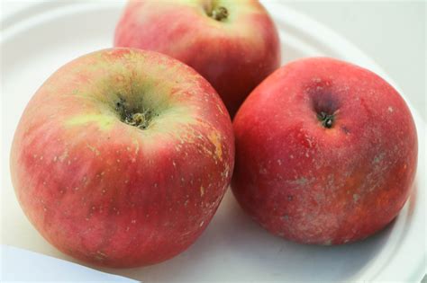 Early Fuji apple | California Rare Fruit Growers