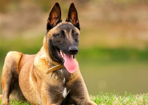chien de berger les  races  connaitre