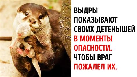 20 Фактов о Животных, от Которых вы Растаете от Умиления - YouTube