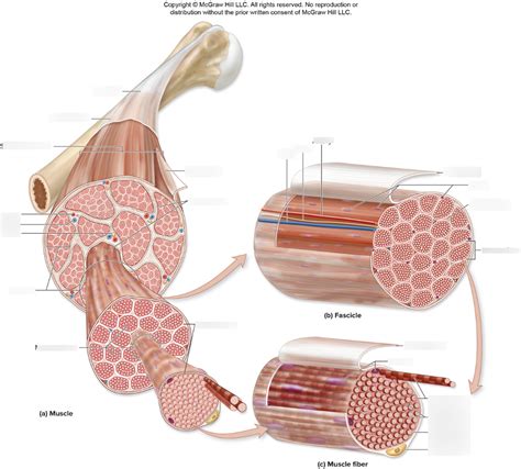 Muscle Tissue Diagram | Quizlet