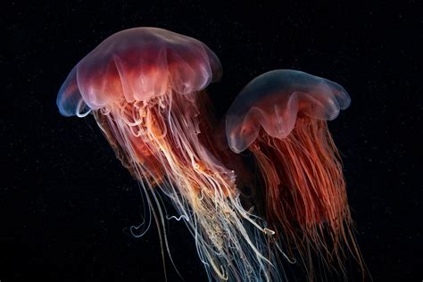 Marine Photographer Documents The Earth’s Most Unusual Wildlife | FREEYORK