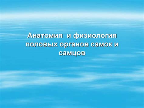 Анатомия и физиология половых органов самок и самцов - презентация онлайн