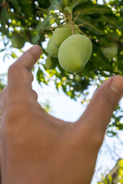 Hand holding mango. stock photo. Image of background - 149491732