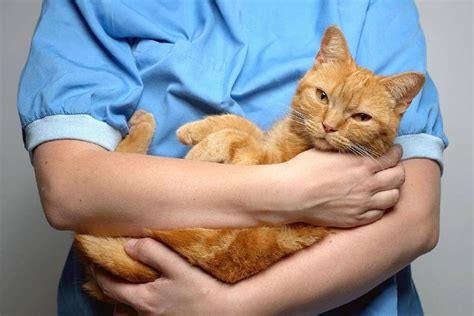 У кота понос и рвота – что делать в домашних условиях