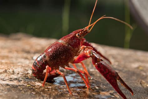 Red Swamp Crayfish Facts