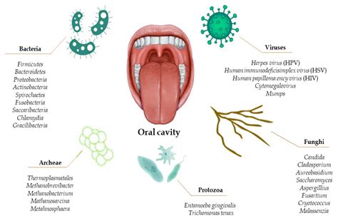 A Cross-Talk between Diet and the Oral Microbiome: Balance of Nutrition