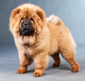 15 Esteemed Chinese Dog Breeds | LoveToKnow Pets
