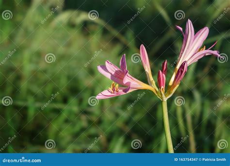 naked lady lycoris squamigera royalty  stock photography