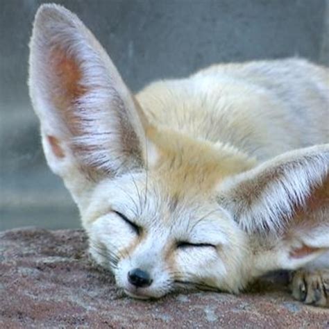Fennec Fox Furry