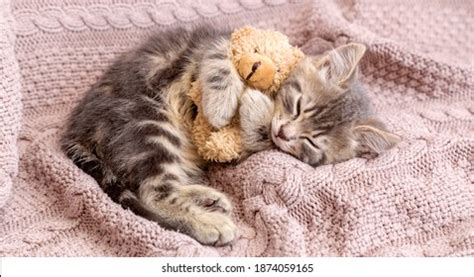 384,690 Baby Kittens Images, Stock Photos & Vectors | Shutterstock