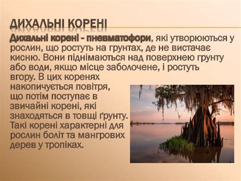 Корінь. Кореневі системи. Видозміни кореня - online presentation
