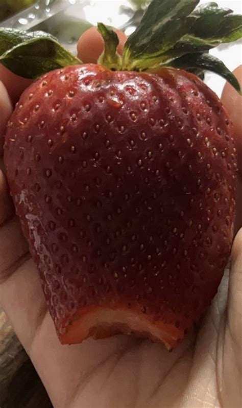 giant strawberry | Strawberry, Giant strawberry, Yummy