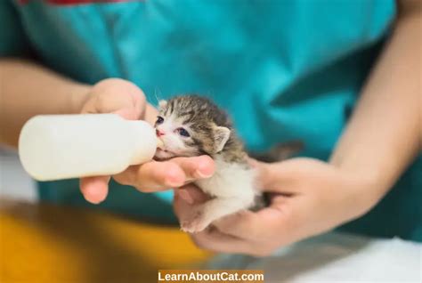 Can Cats Drink Cold or Warm Milk? Is it Safe? Things You Need to Know ...
