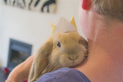 Bunny Breed and Size Guide: Mini Lop (Holland Lop) Rabbits - PetHelpful
