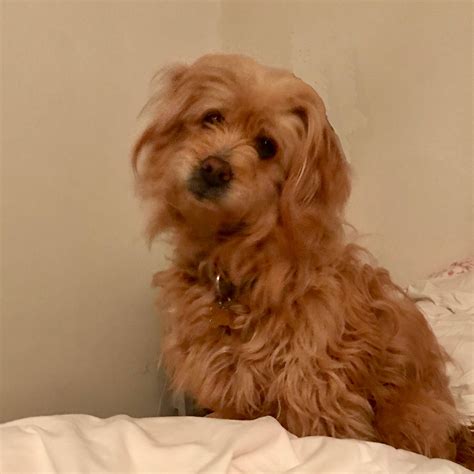 Trusted House Sitters Reviews - 998 Reviews of Trustedhousesitters.com