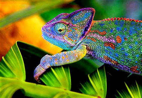 Chameleon Random Photographs and Video | Chameleon Web Services