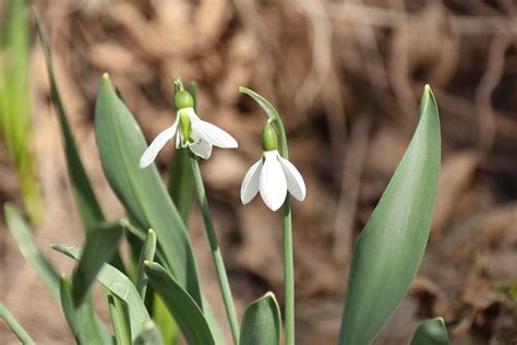 Snowdrop Flowers Spring - Free photo on Pixabay - Pixabay