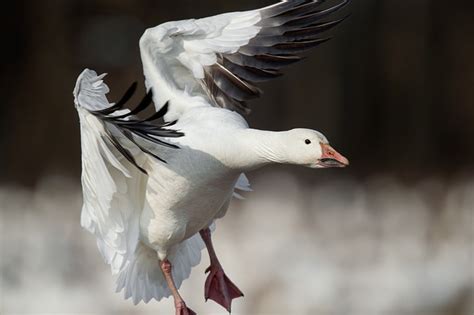 Goose Pictures | The Garden and Patio Home Guide