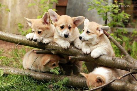 1000+ images about Corgi Puppies on Pinterest | Puppys, Corgis and Baby corgi