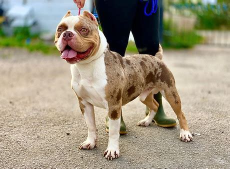 Our Dogs | Flushdyke Rehome