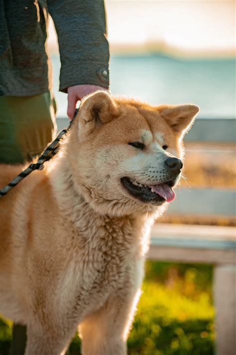 Акіта-іну – Турбота.Pet
