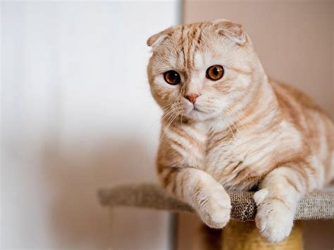 Top 200 Cat Names to Consider for 2025 | Spot Pet Insurance