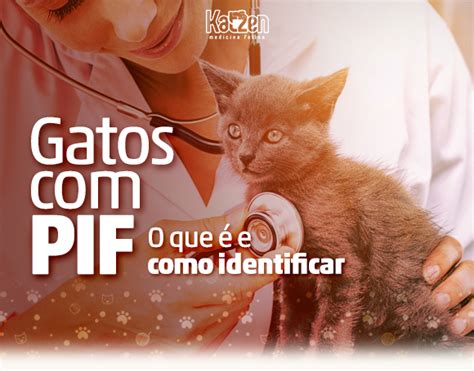 O Que É Pif Em Gatos - Gatos com PIF: o que é e como identificar - Clínica Katzen