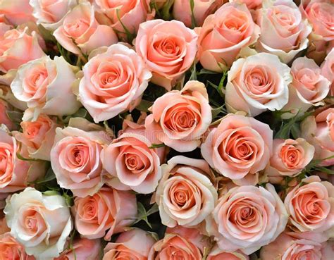 Close-up of a Bouquet of Fresh, Xxxxx Roses Stock Photo - Image of ...