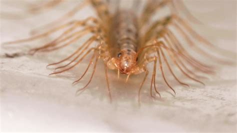 close   house centipede image  stock photo public domain
