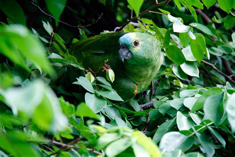 images tree nature forest grass branch bird leaf flower