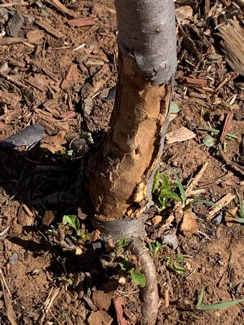 Gala apple tree, planted in 2020, noticed the bark at the base and some