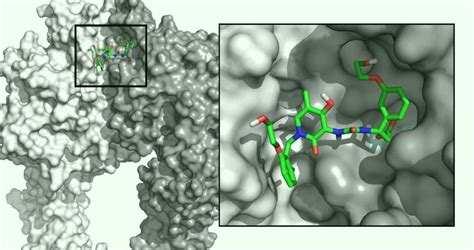 Molecular Cardiology Research | The Texas Heart Institute®