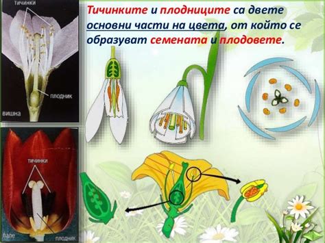 22. Размножаване на растенията - ЧП, 4 клас, Булвест