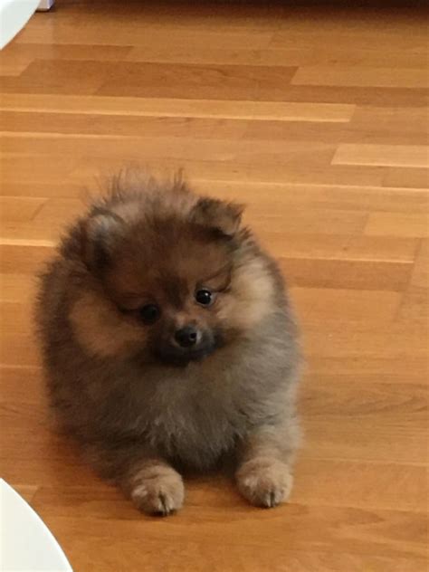 Our 10 week old puppy ! | Scrolller