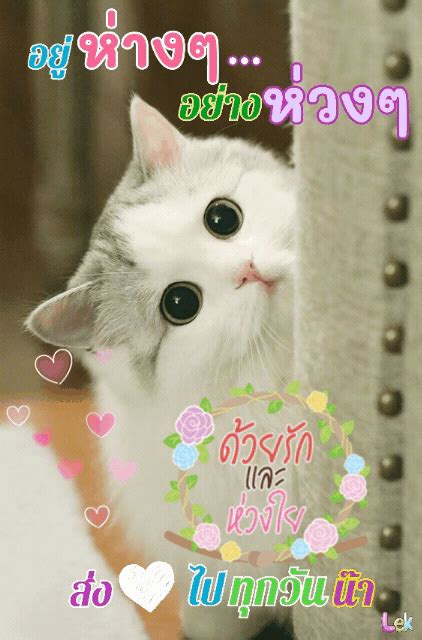 รักและห่วงใย GIF | แมวน้อย, สติกเกอร์น่ารัก, สัตว์น่ารัก