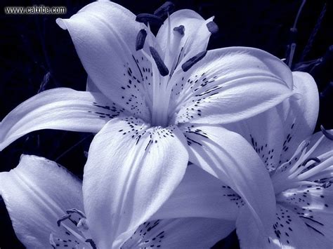 Pin by Галина Глушкова on Лилии, лотосы, нимфеи | Flowers, Beautiful ...