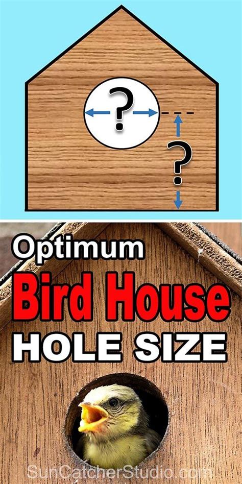 Birdhouse hole size. Best dimensions for the entrance hole size for a