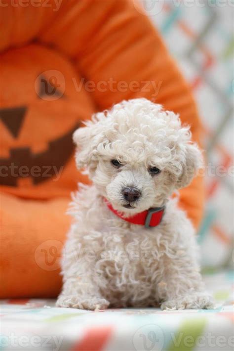 Apricot maltipoo puppy 1386606 Stock Photo at Vecteezy