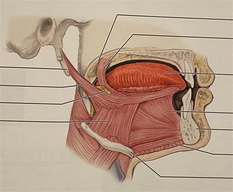 Muscles - extrinsic tongue Diagram | Quizlet