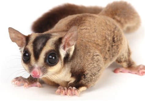 Top 10 Exotic Pets – Animal Names