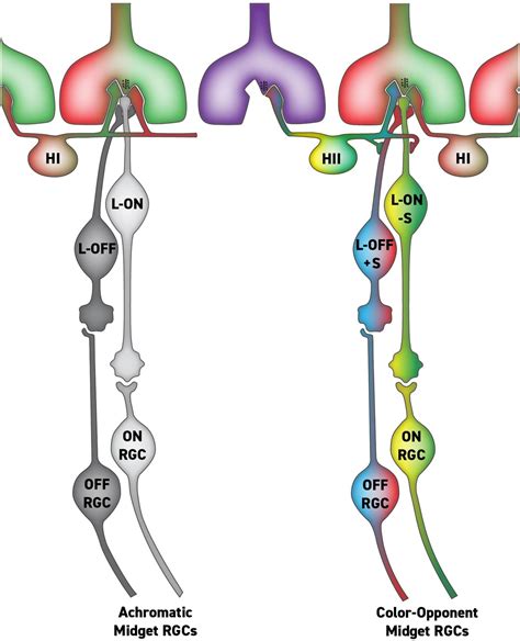 Frontiers | How We See Black and White: The Role of Midget Ganglion Cells