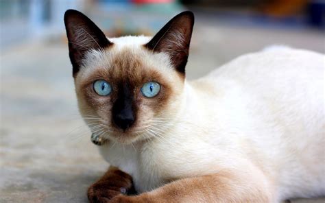 Proxecto Gato: cats wallpapers by bighdwallpapers